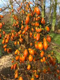 Image result for Diospyros