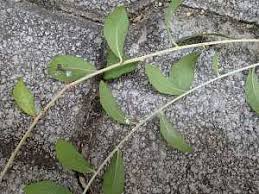 Image result for Rhynchosia holstii