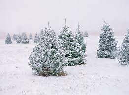 Check spelling or type a new query. Where To Legally Cut Down Your Own Christmas Tree In Colorado 303 Magazine