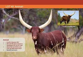 He first imported the breed from uganda and is regarded as the biggest ankole farmer in the country. Ankole Cow Posts Facebook