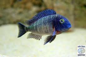 Tropheus Lufubu Extremely Rare Cichlid Fish Cichlids African Cichlid Aquarium