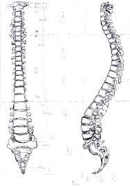 Human Spine By Mauriciokanno On Deviantart Human Spine Spinal Cord Tattoo Spine Tattoo