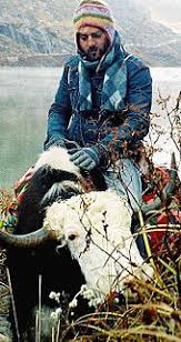 The sikkimese language is spoken by the bhutias. Domestic Yak Wikipedia