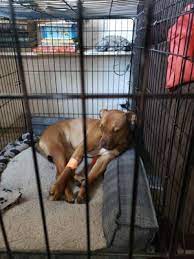 Alderbrook pet hospital is located in santa rosa, california. Vca Petcare East Veterinary Hospital 61 Photos 242 Reviews Veterinarians 2425 Mendocino Ave Santa Rosa Ca United States Phone Number