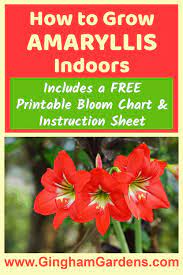 How To Grow Amaryllis Indoors The Perfect Winter Flower Gingham Gardens Winter Flowers Amaryllis Growing Plants Indoors
