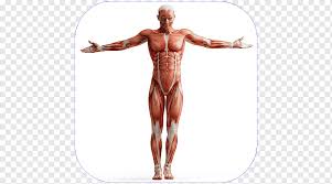 Brings shoulders and arms back to body. Human Body Anatomy Skeletal Muscle Human Skeleton Muscular System Movement Of Human Muscle Anatomy People Human Anatomy Png Pngwing