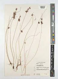 Image result for Pycreus niger