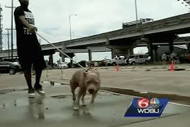 Sad News The Villalobos Rescue Center Will No Longer Be Giving Public Tours Barkpost