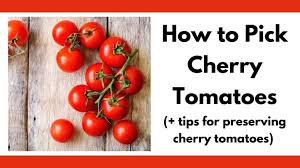 Growing cherry tomatoes in raised beds. How To Pick And Preserve Cherry Tomatoes Plus Drool Worthy Cherry Tomato Varieties To Try Together Time Family