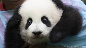In connection to the swedish dads photo exhibition, the embassy of sweden in malaysia. Baby Panda Makes Public Debut At Malaysia Zoo News Dw 26 05 2018