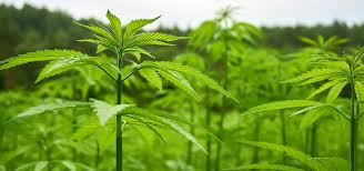 Largest CBD Market Share ...