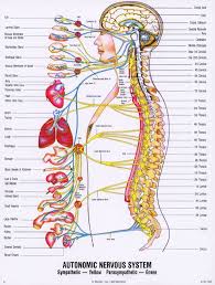 Chiropractor In Wellington Keystone Chiropractic Pots Disease And Dysautonomia Sick Fatigued And A He Human Body Anatomy Chiropractic Care Spine Health