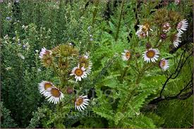 Image result for Berkheya carlinopsis