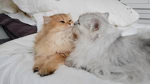 Your cat may enjoy water to some degree, or they may prefer to avoid it at all costs. Cats Cleaning Themselves And Each Other Fluff Everywhere Youtube