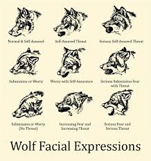 Wolf Body Language Chart Www Bedowntowndaytona Com