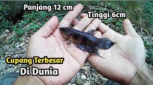 Dariapada penasaran, simak ulasan singkatnya di ular terbesar yang pernah ditemukan di dunia adalah anakonda hijau. Mancing Ikan Cupang Purba Panjang 12 Cm Terbesar Didunia Youtube