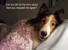 Top keywords % of search traffic. Such A Precious Face Dog Breeds Medium Shetland Sheepdog Puppies Dog Love