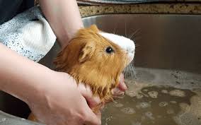 There is no need to use puppy shampoo on a newborn pup. Can You Bathe A Guinea Pig With Baby Shampoo