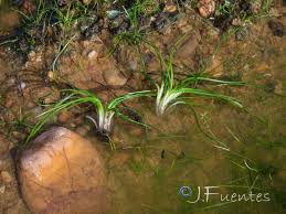 Image result for Isoetes welwitschii