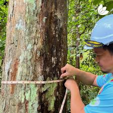 Image result for Dipterocarpaceae