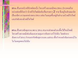 นิ ว คลี โอ โซม คือ อะไร. Ppt à¹€à¸£ à¸­à¸‡à¸ªà¸²à¸£à¸ž à¸™à¸˜ à¸à¸£à¸£à¸¡ Powerpoint Presentation Id 1018206