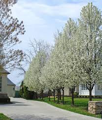 Van cherries freeze well, so you can easily preserve your excess, or dry any excess cherries to add to a trail mix or snack mix! Flowering Pear Trees Create A Stately Border Better Outdoor Living At Home Landscape Trees Flowering Pear Tree Ornamental Pear Tree