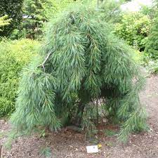 Check spelling or type a new query. Pin By Alla From Ukraine On Garden Geek Evergreen Landscape Weeping Evergreen Trees Dwarf Trees For Landscaping