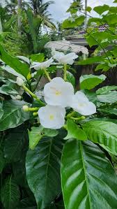 Image result for Tabernaemontana penduliflora