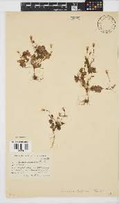 Image result for Senecio cryphiactis