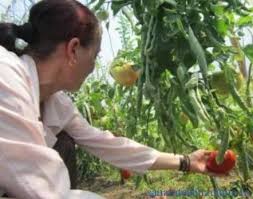 Crema de branza philadelphia pentru tort dedeman porti fier forjat praktiker cuptor de paine din caramida cultura expoziție de semințe tradiționale la casa cărții grădinari din toată ţara vor oferi gratuit seminţe nemodificate genetic din soiuri vechi. Atac La Sanatate De Ce Nu Mai Au Tomatele Gustul De Altadata SÄnÄtatea BuzoianÄ