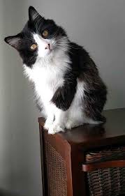Black And White Tuxedo Cats For Sale Pin On Tuxedo Cats It S Not Black White Cleaning Litter