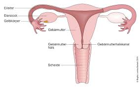 Die gebärmutter (uterus) ist ein birnenförmiges organ im kleinen becken. Gebarmutterhals Zellveranderungen Deximed