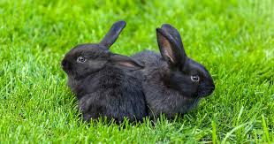 The actual cost to get a rabbit fixed varies widely, with rabbit owners reporting a range of $75 dollars over $600 dollars! The Cost Of Owning Rabbits Pdsa