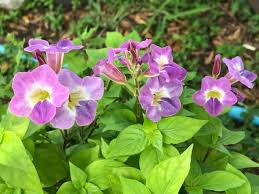 Image result for Asystasia gangetica