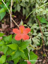 Image result for Hibiscus micranthus