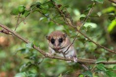 However, they prefer to be on land, and if they have no way out, they will eventually drown. 8 Kolokolo Colocolo Opossum Ideas Opossum Mammals Animals