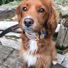 Furbabies Cavoodle Puppies Red Cavoodle Straight Hair Cavapoo Puppies Fur Babies Puppies