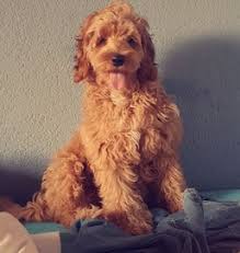 Simone biles is mental health #goals; Original Australian Labradoodle Original Australian Labradoodle Welpen