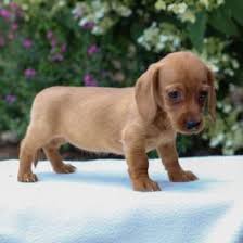 Hours may change under current circumstances Dachshund Puppies For Sale Lancaster Puppies