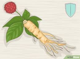 To legally collect ginseng in alabama, diggers must obtain a permit from adai. 3 Ways To Buy Ginseng Wikihow
