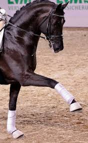 Entdecke die besten heimatfilme der 1950er: Munchen Dorothee Schneider Gewinnt Grand Prix Kur Reitsport Magazin