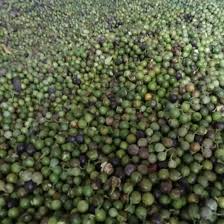 Image result for Nageia