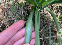 Image result for Albuca nigritana