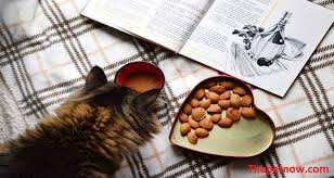 Do you own a tiki cat and now looking for the best recipe that match its dietary needs? 8 Tiki Cat Food Reviews Buyer S Advice Nov 2020