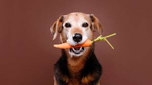 I used to think that dogs needed to eat meat to survive and be healthy. Can You Feed Cats And Dogs A Vegan Diet Bbc Future