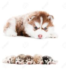 Pero cualquiera de los que dices es mejor que satisfaction. Coleccion De Pequeno Lindo Cachorro De Perro Husky Siberiano Aislado Fotos Retratos Imagenes Y Fotografia De Archivo Libres De Derecho Image 9234517