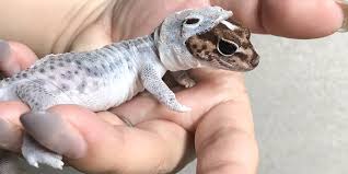 Maybe you would like to learn more about one of these? This Tiny Lizard Perfectly Shedding Looks Like He S Wearing A Tiny Lizard Space Suit Nextfuckinglevel