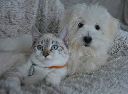 However, cats have great qualities, too. Why Cats Are Better Than Dogs According To Science And This Superfan Cat Mom The Dog People By Rover Com