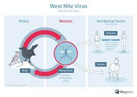 West nile virus (wnv) is an infectious disease that first appeared in the united states in 1999. West Nile Biogents Ag