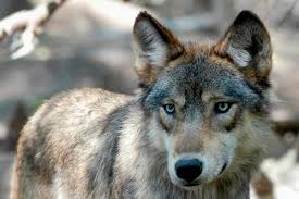 Other than hunting to eat, wolves are usually not. Waof1myfiaej5m